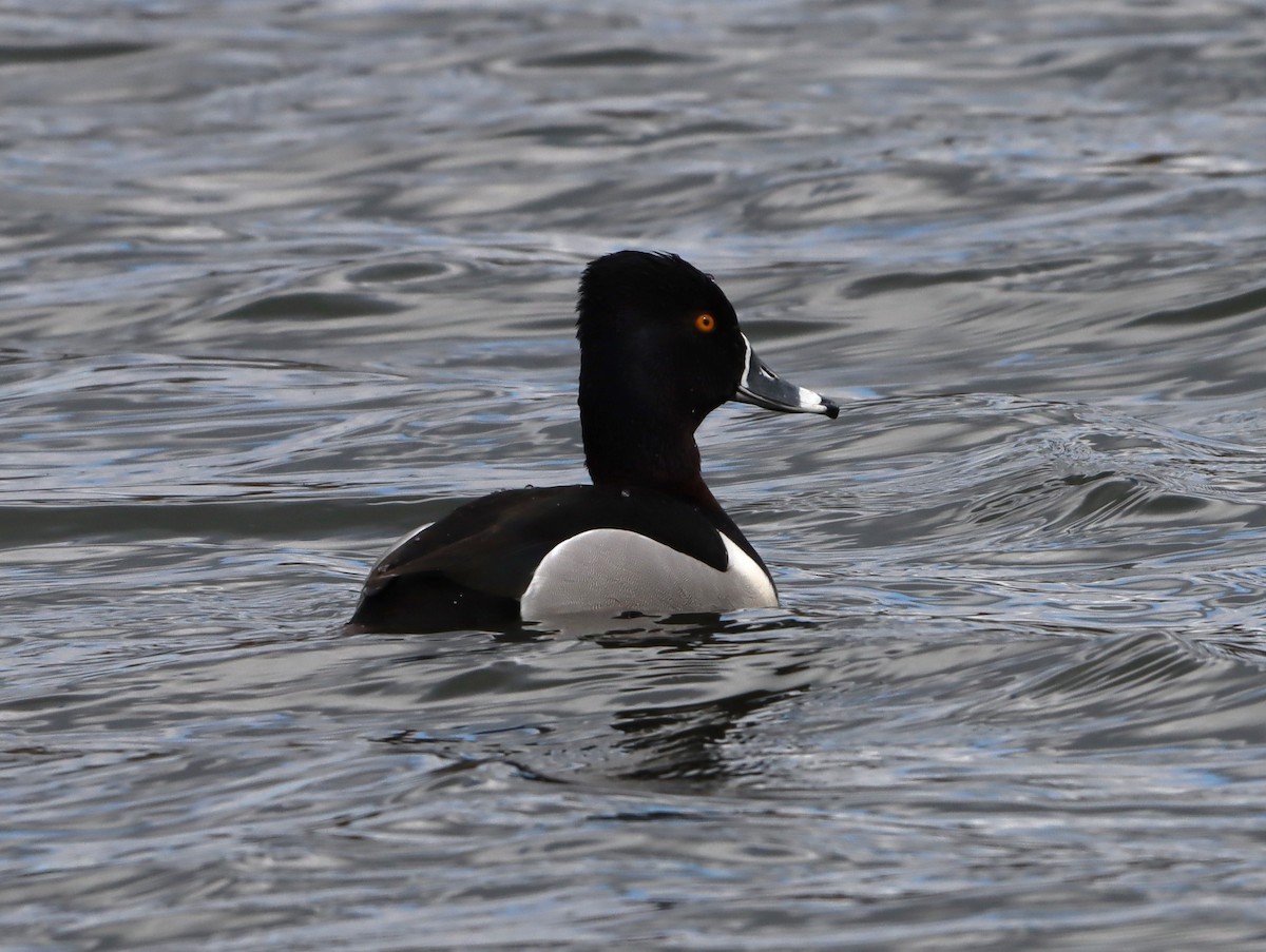 Ring-necked Duck - ML616950468