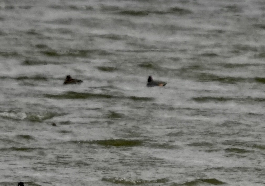 Eurasian Wigeon - ML616950505