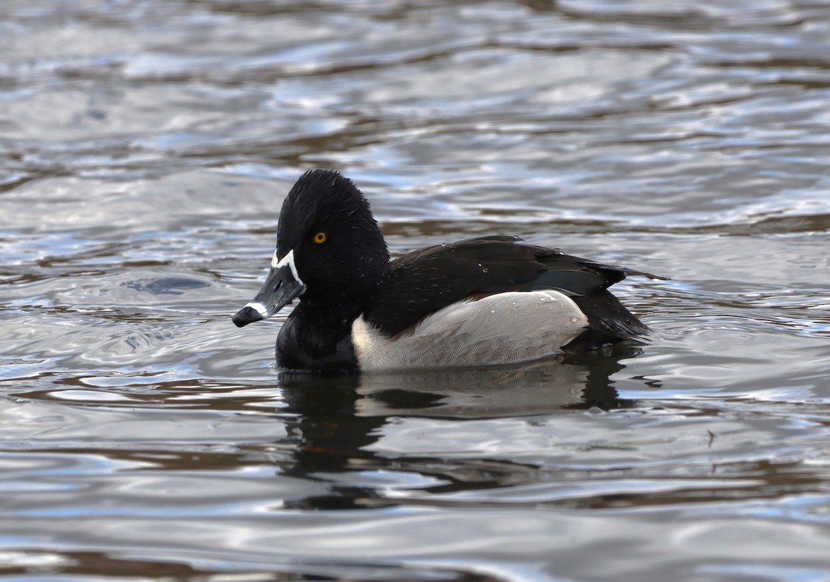 Ring-necked Duck - ML616950512