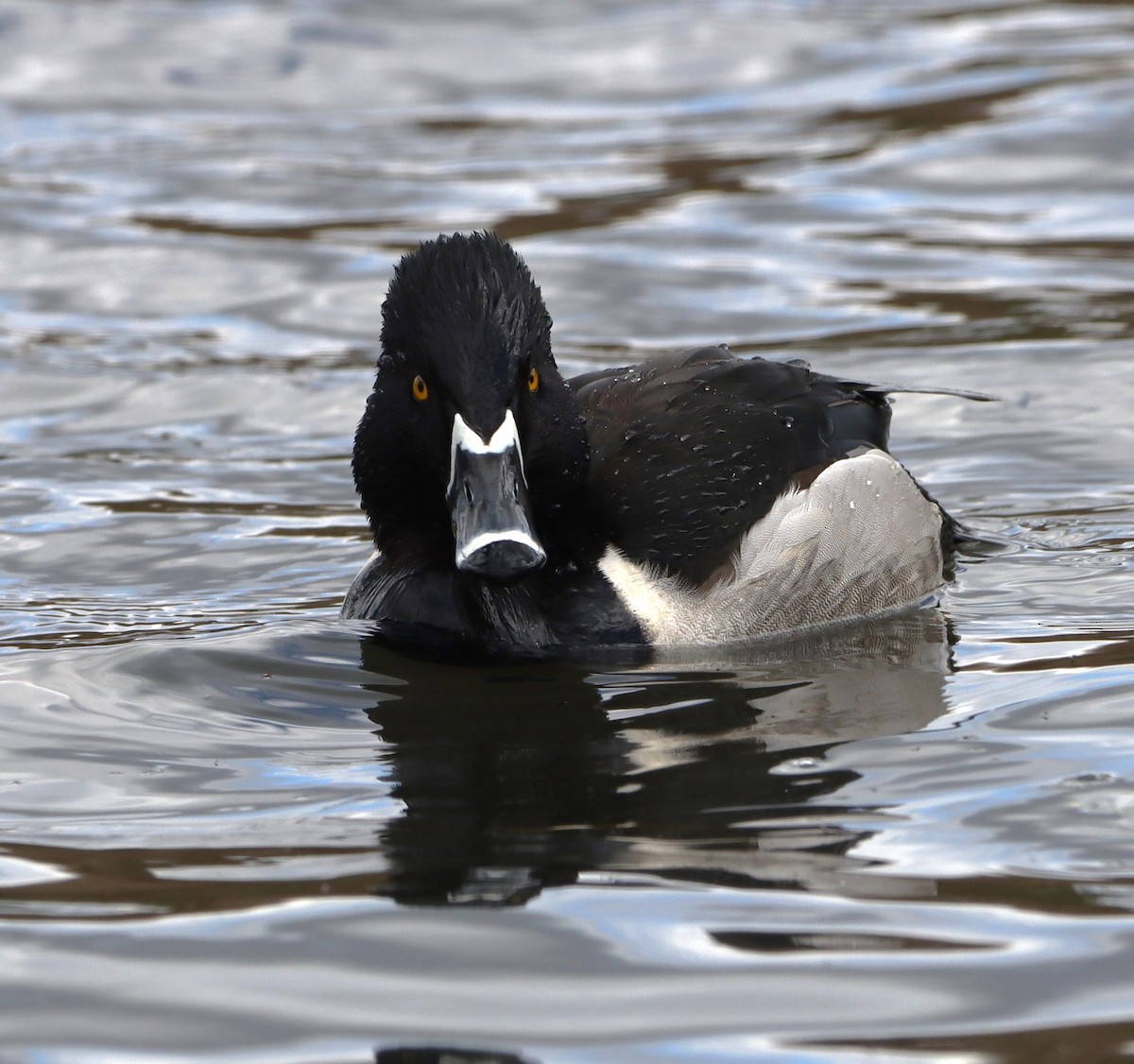 Ring-necked Duck - ML616950528