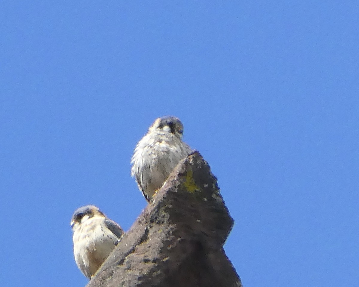 American Kestrel - ML616950541