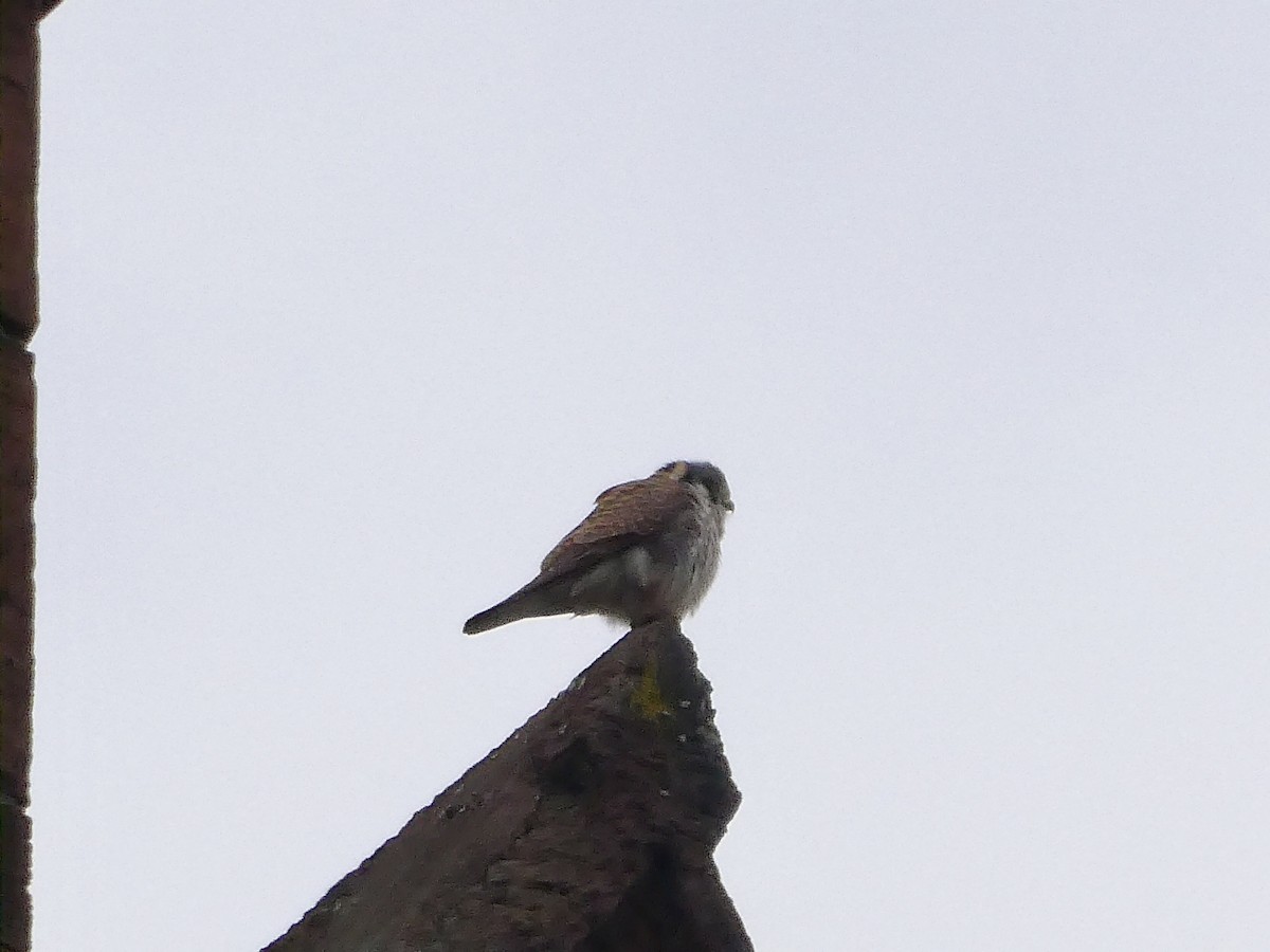 American Kestrel - ML616950542