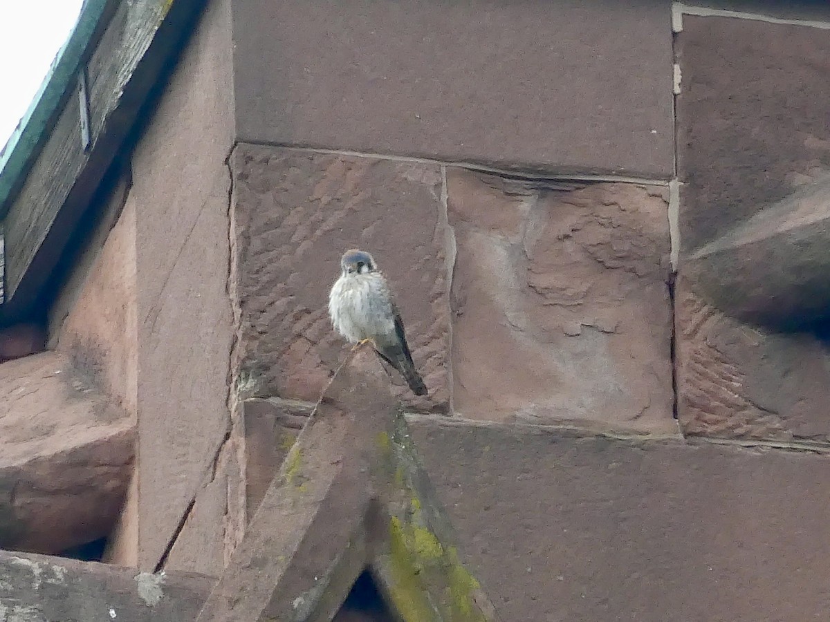 American Kestrel - ML616950543