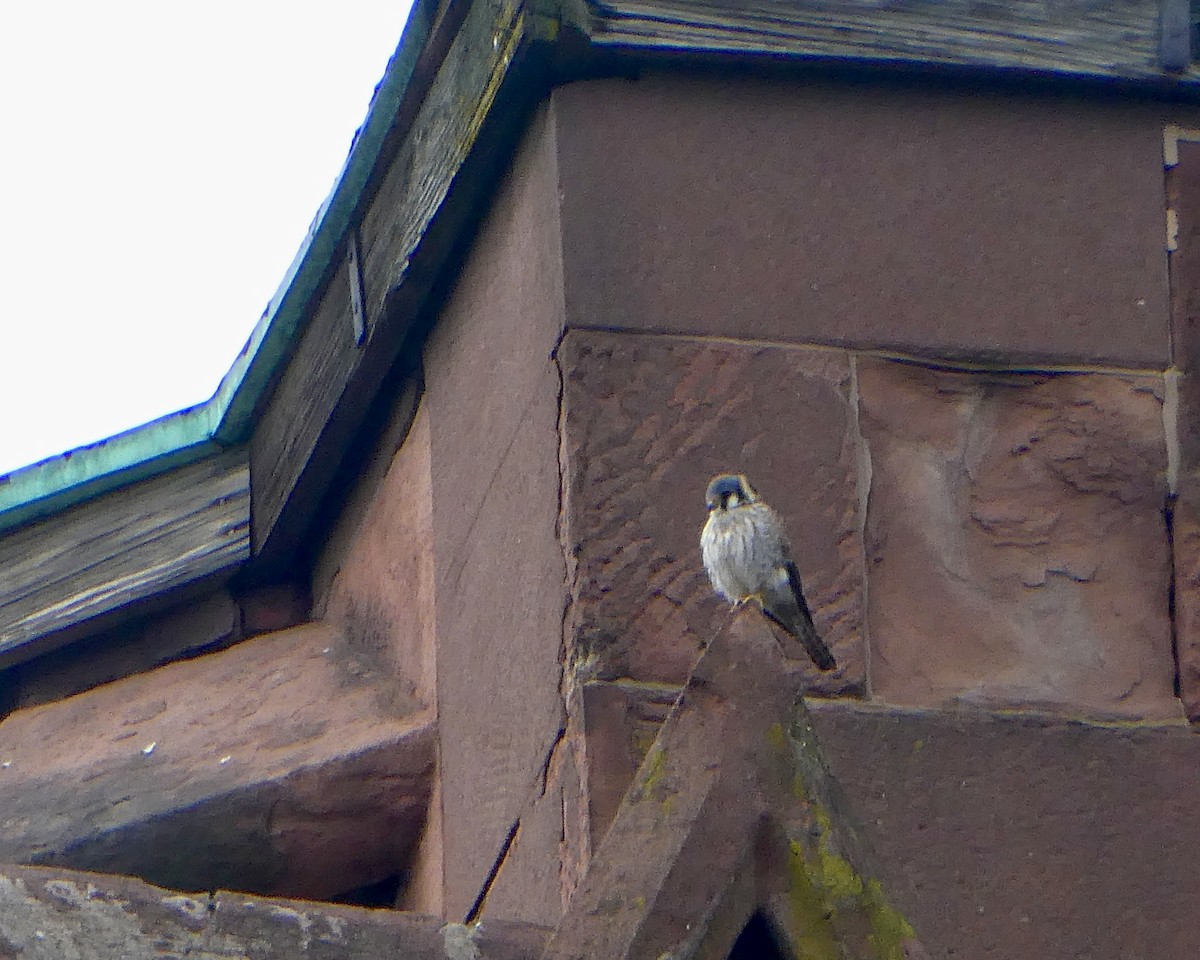 American Kestrel - ML616950544
