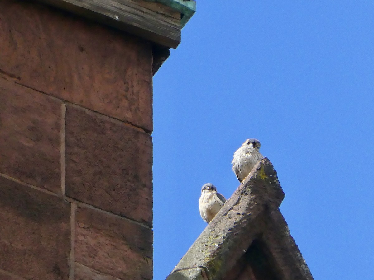 American Kestrel - ML616950545