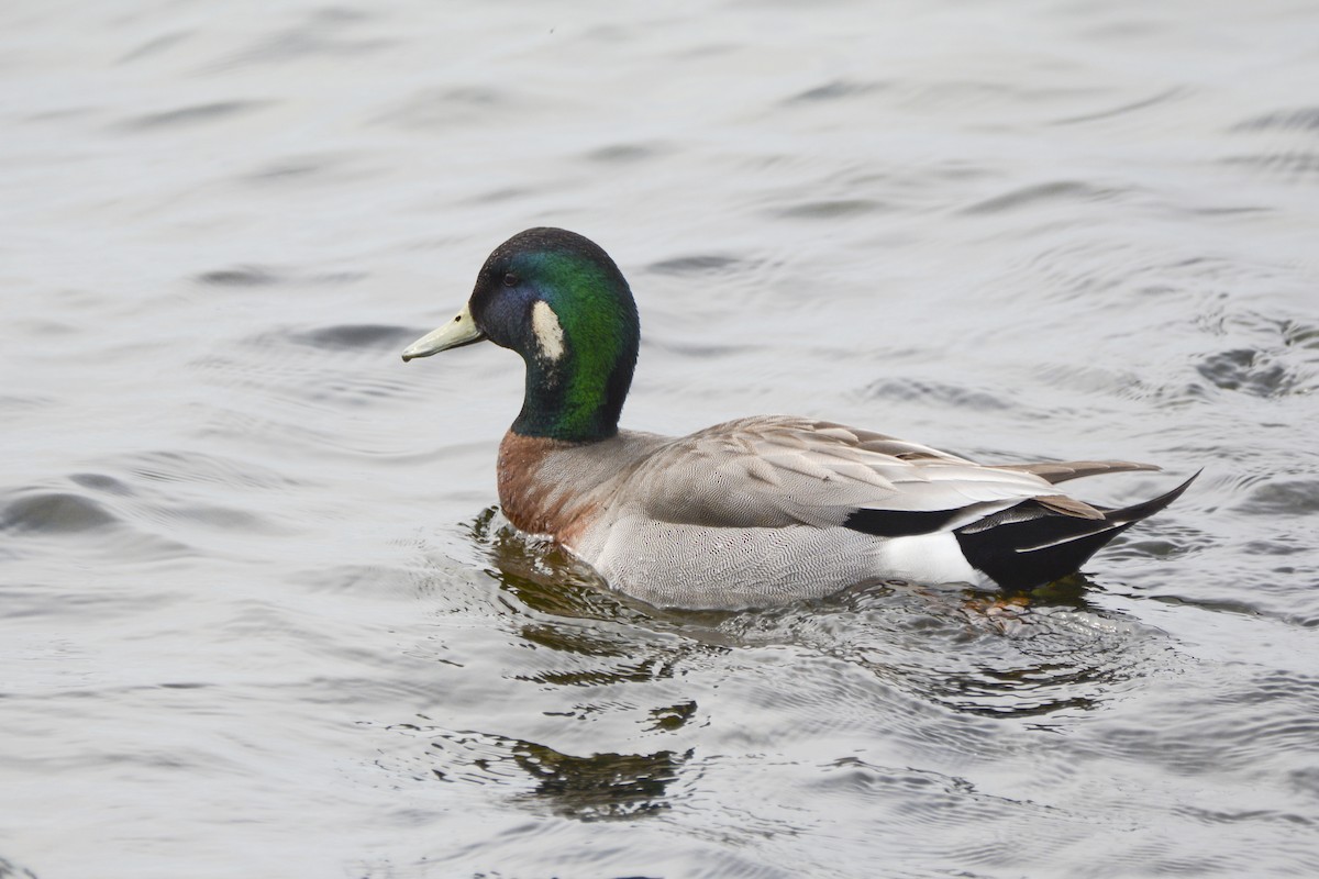 American Wigeon x Mallard (hybrid) - ML616950548