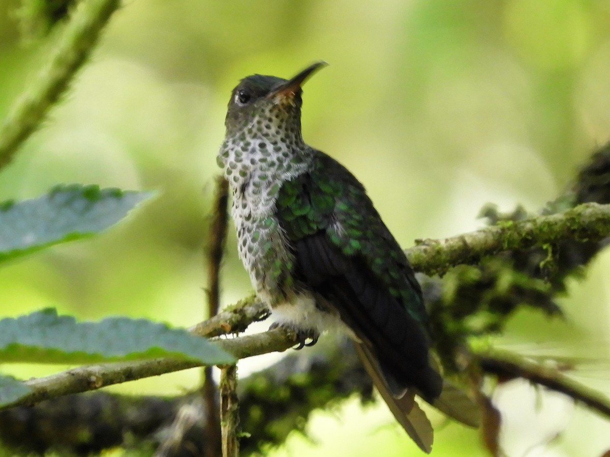 Many-spotted Hummingbird - ML616950578