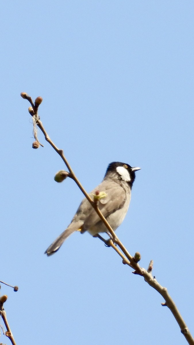 White-eared Bulbul - ML616950582