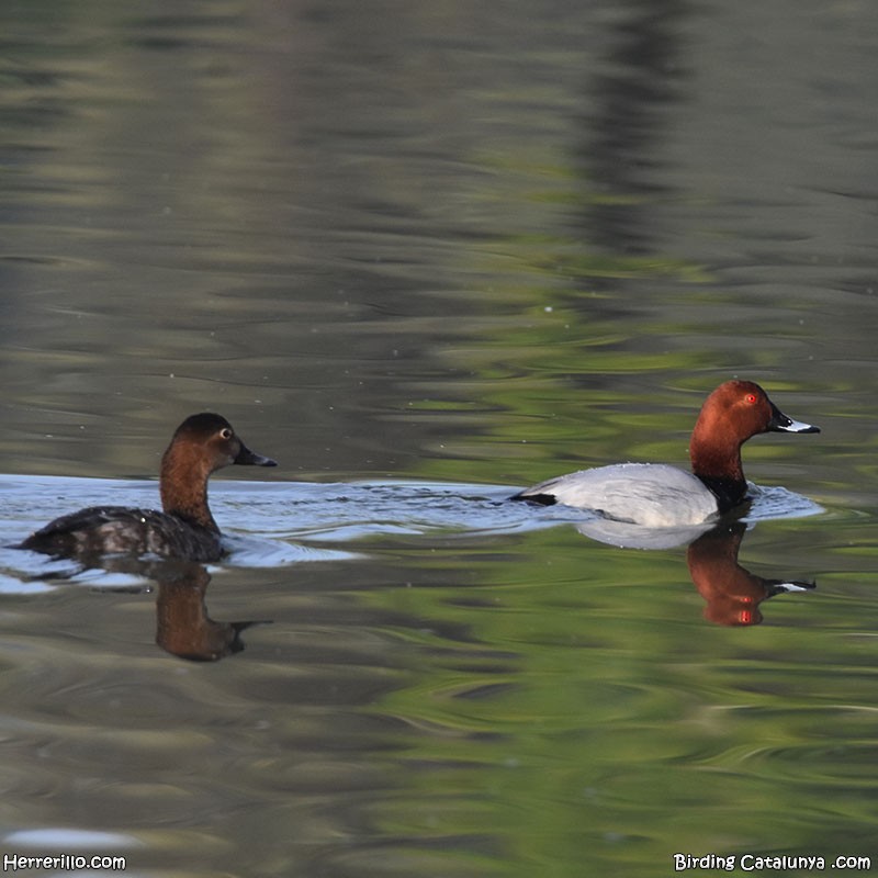 Common Pochard - Enric Pàmies