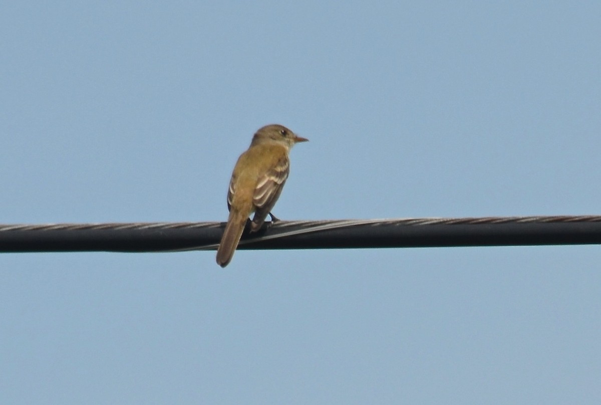 Willow Flycatcher - ML61695061