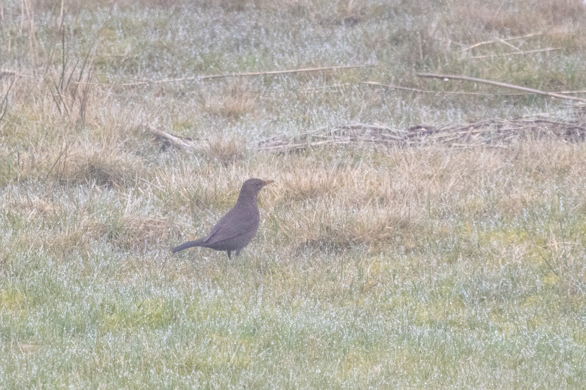 Eurasian Blackbird - ML616950614