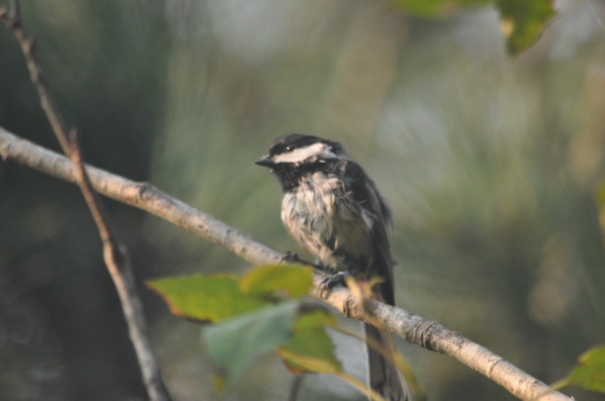 Black-capped Chickadee - ML616950674