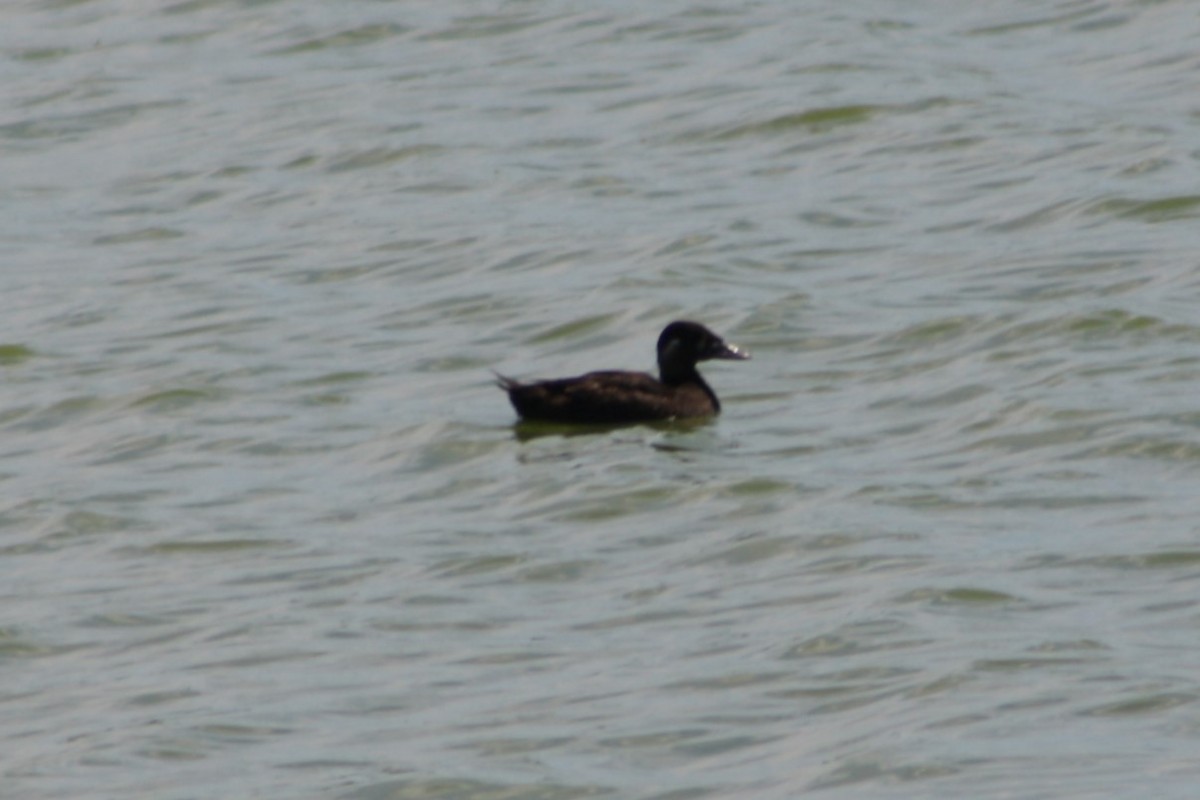 Surf Scoter - ML616950680