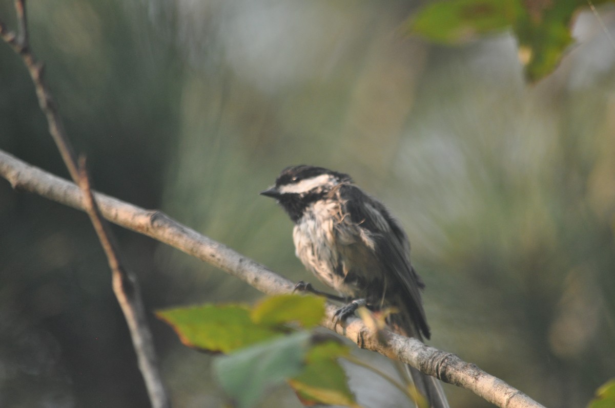 Black-capped Chickadee - 🦜 Daniel Correia 🦜