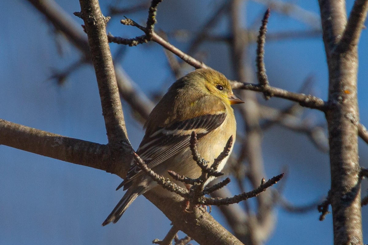 American Goldfinch - Janis Grant