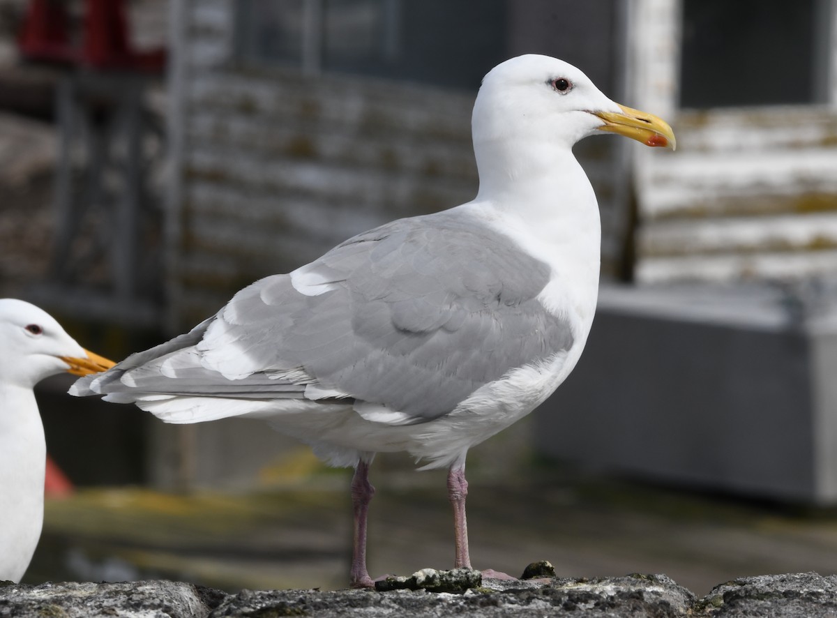 Goéland à ailes grises - ML616950725