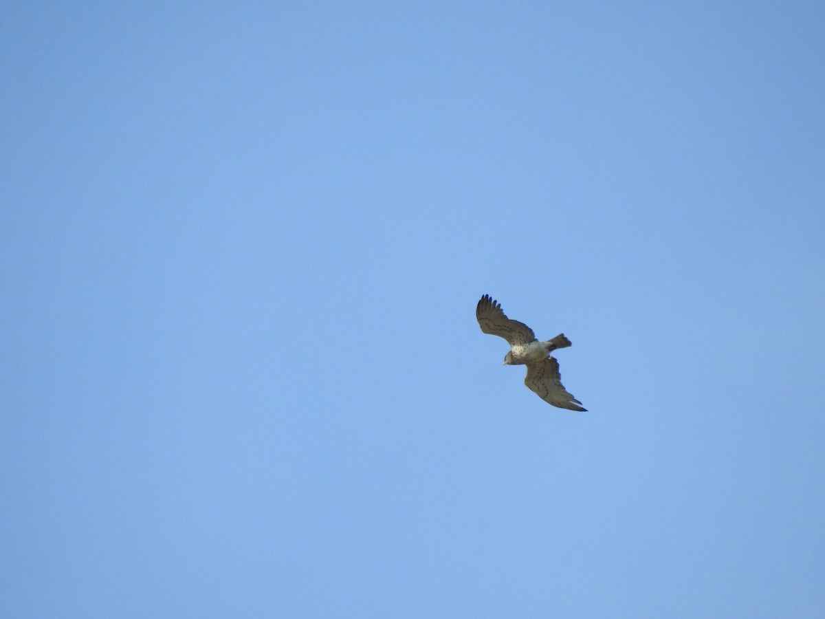 Short-toed Snake-Eagle - ML616950728