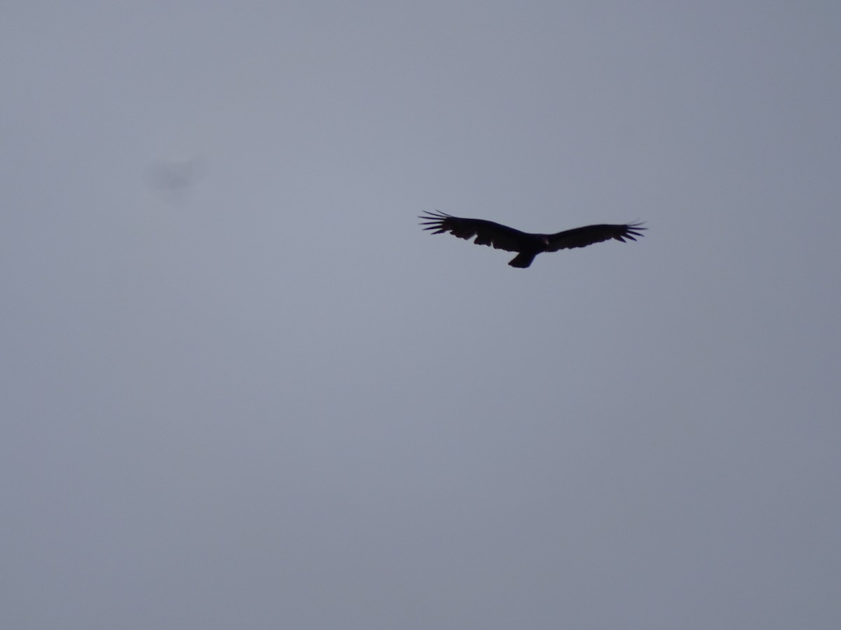 Turkey Vulture - ML616950746