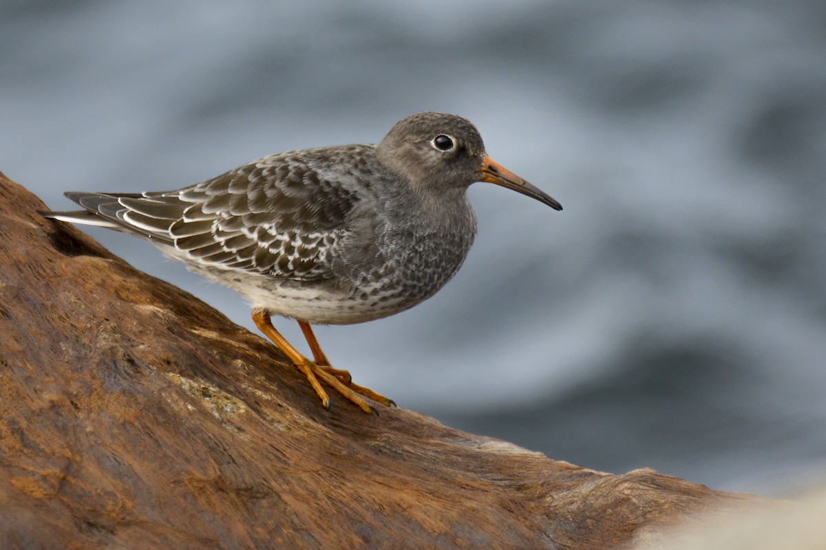 Purple Sandpiper - ML616950755