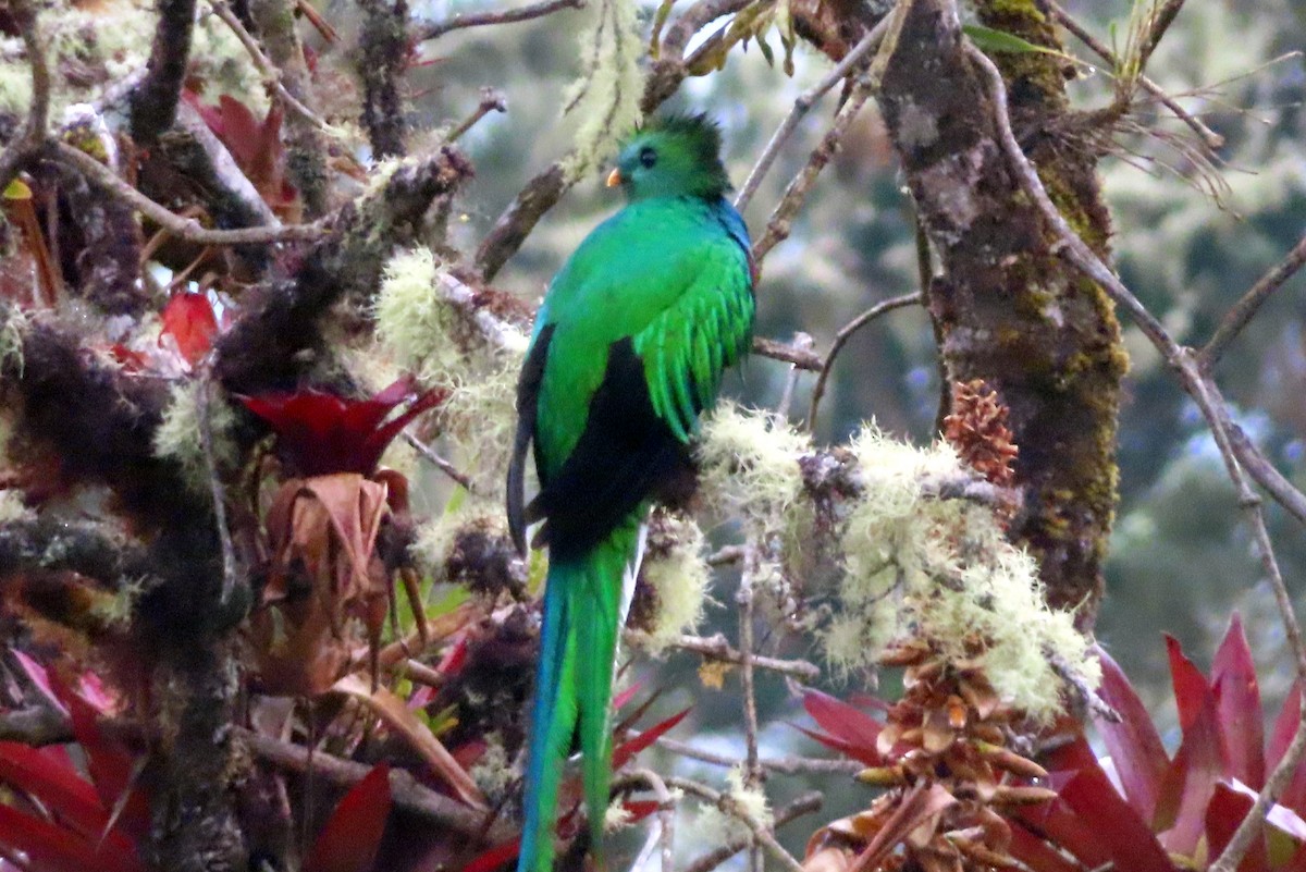 Resplendent Quetzal (Costa Rican) - Margaret Higbee