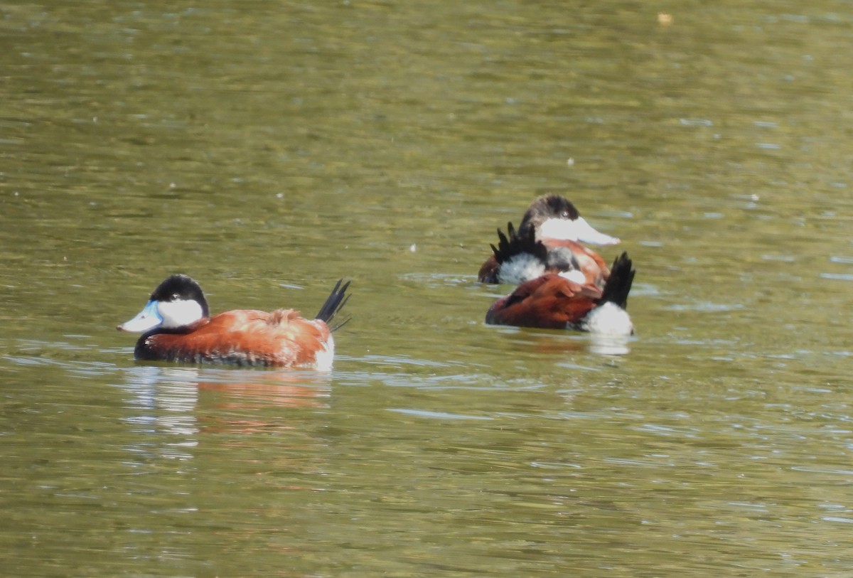 Ruddy Duck - ML616950822