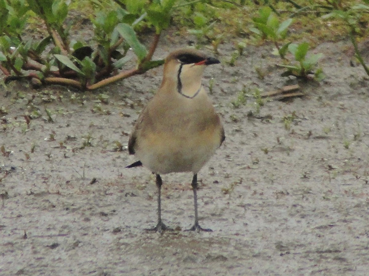 Black-winged Pratincole - ML616950830