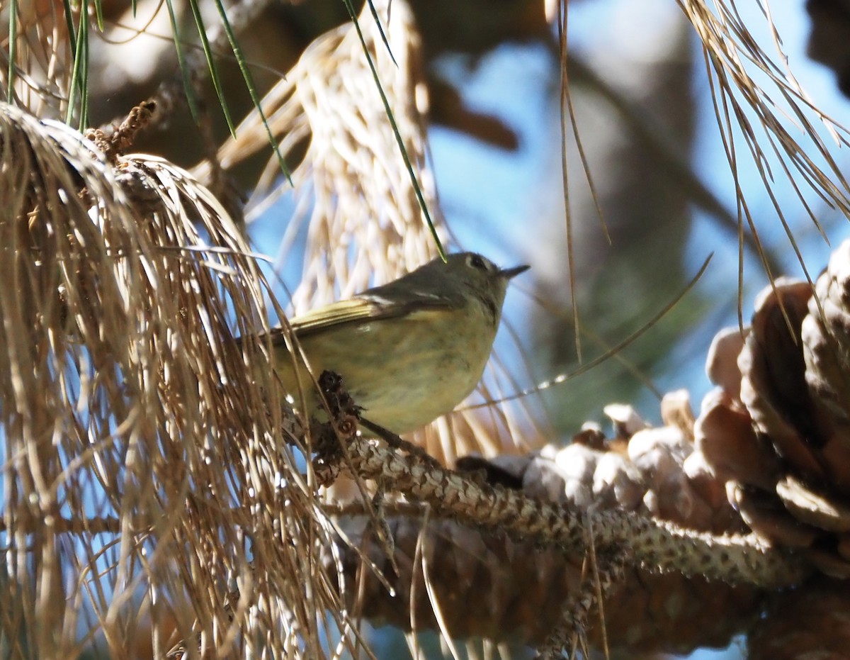 Ruby-crowned Kinglet - Uma Sachdeva