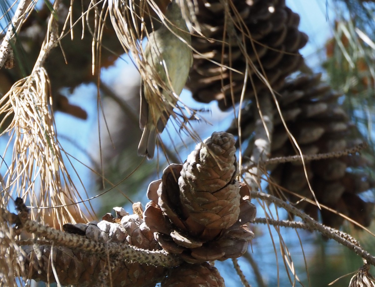 Ruby-crowned Kinglet - Uma Sachdeva