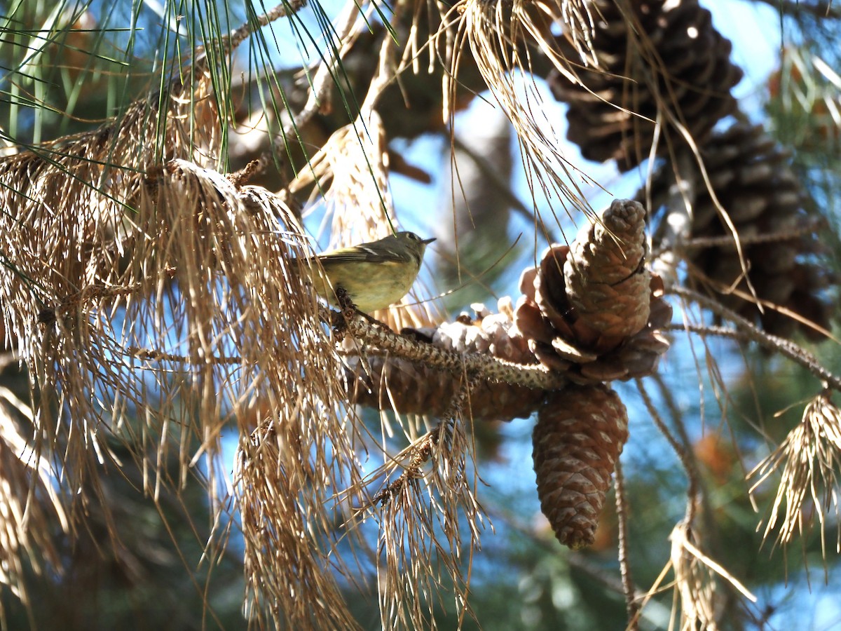 Ruby-crowned Kinglet - Uma Sachdeva