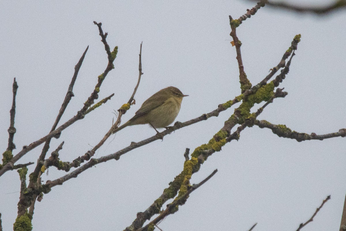 Common Chiffchaff - ML616951041