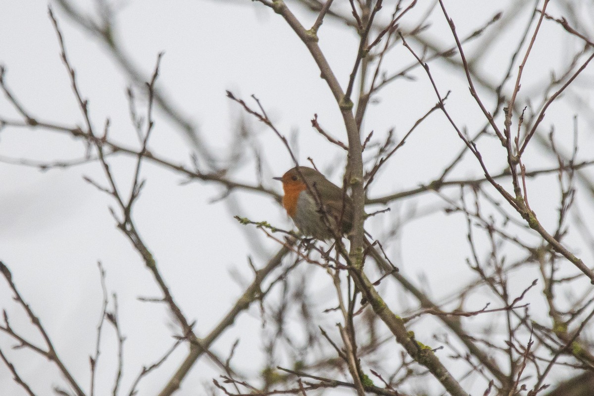 European Robin - ML616951057