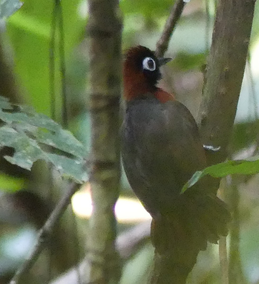 Chestnut-crested Antbird - ML616951083