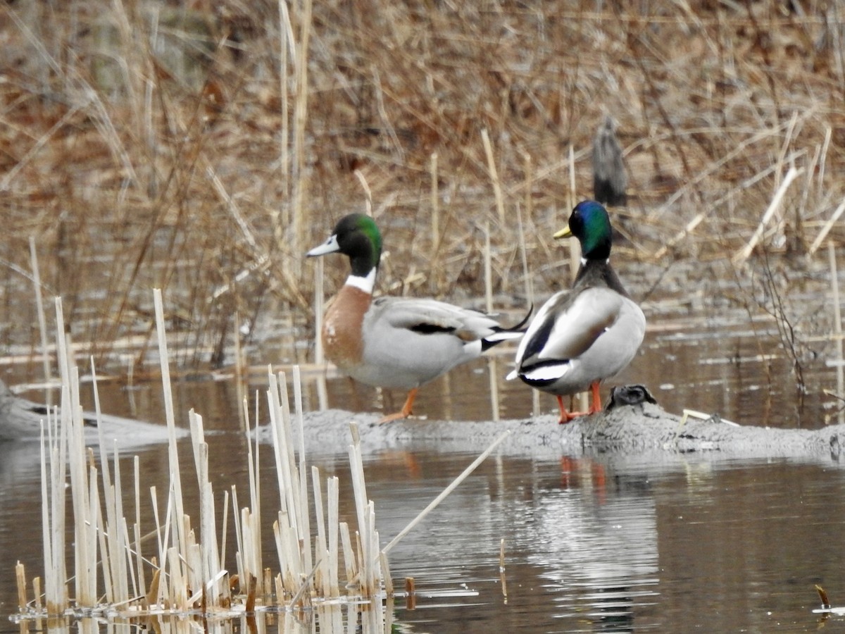 Mallard x Northern Pintail (hybrid) - ML616951106