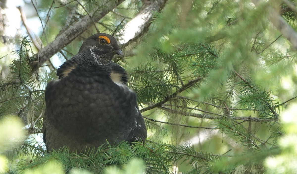 Sooty Grouse - ML616951107