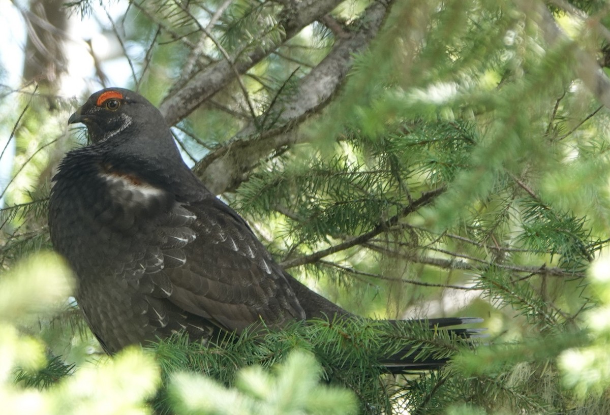 Sooty Grouse - ML616951114