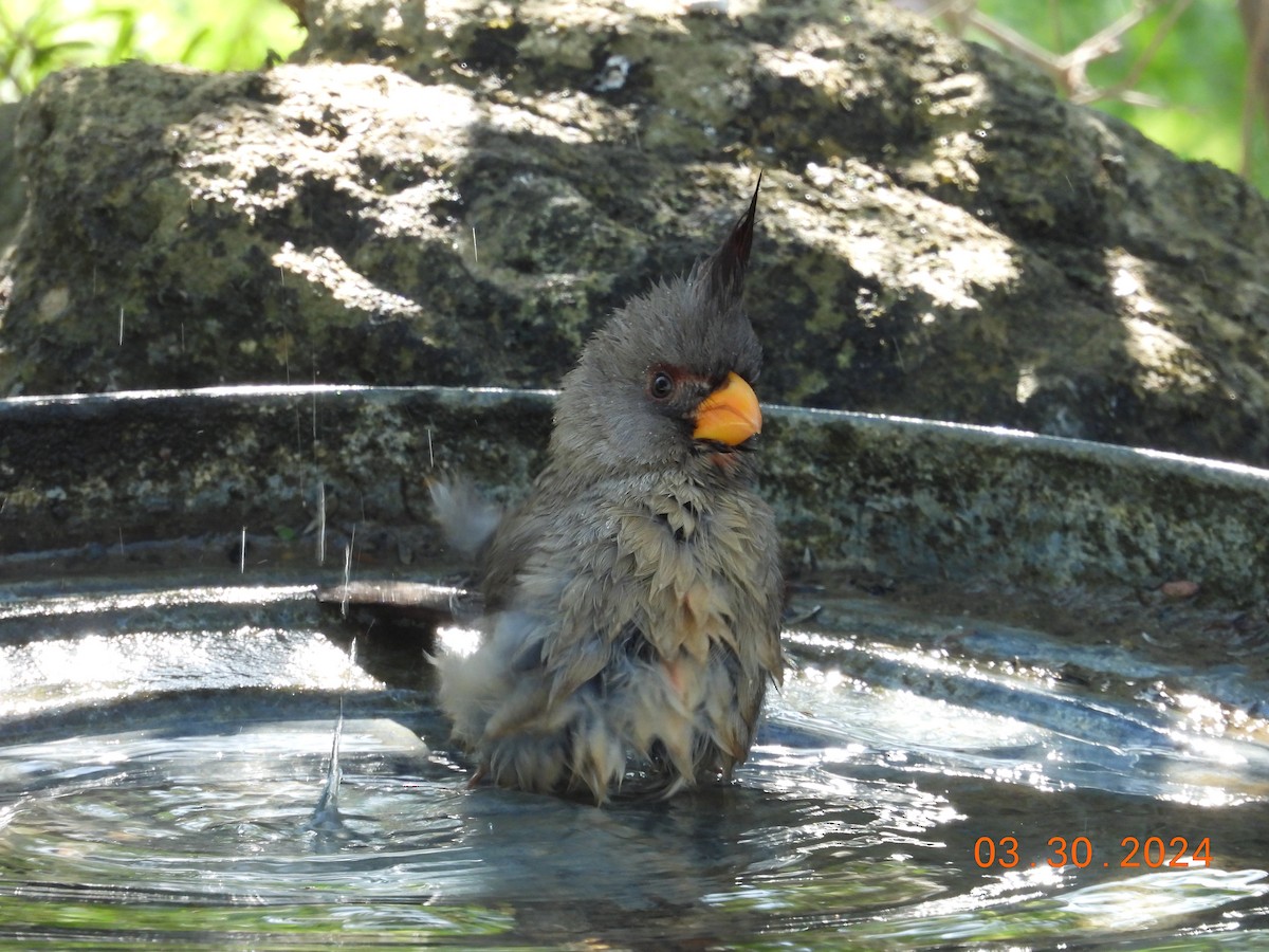 Pyrrhuloxia - C L  Hampton