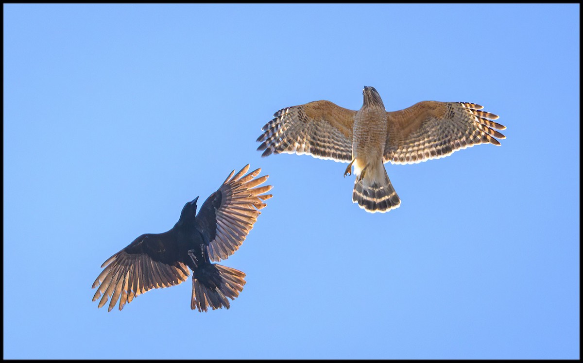 Red-shouldered Hawk - Jim Emery