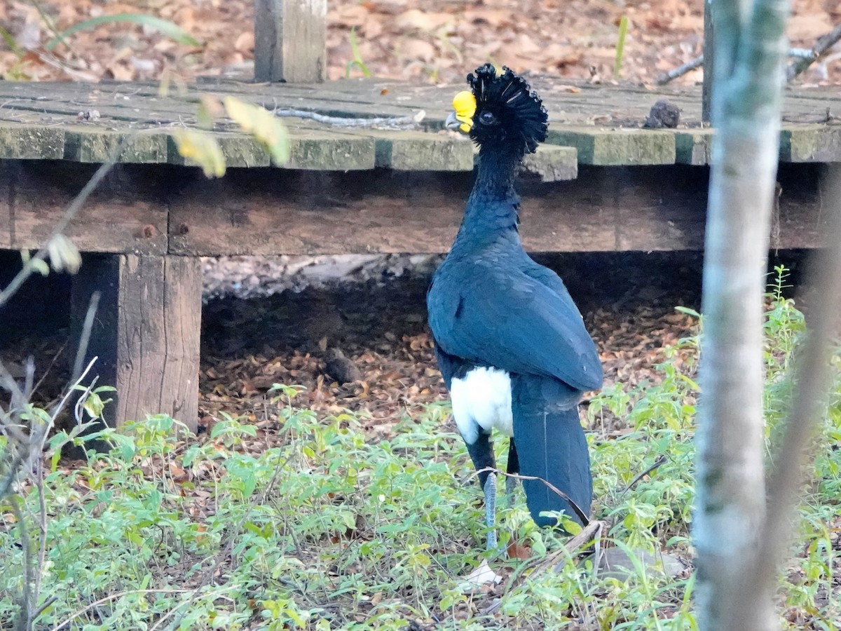 Great Curassow - ML616951182