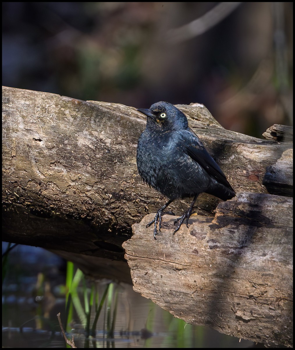 Rusty Blackbird - Jim Emery