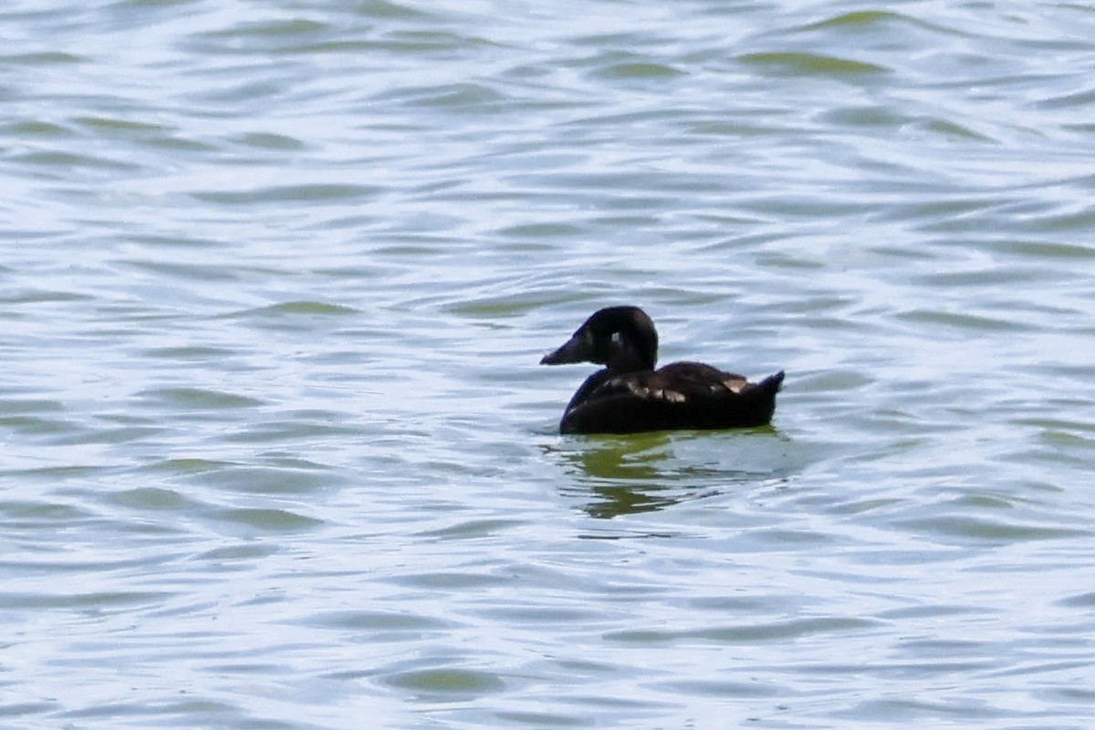 Surf Scoter - ML616951299