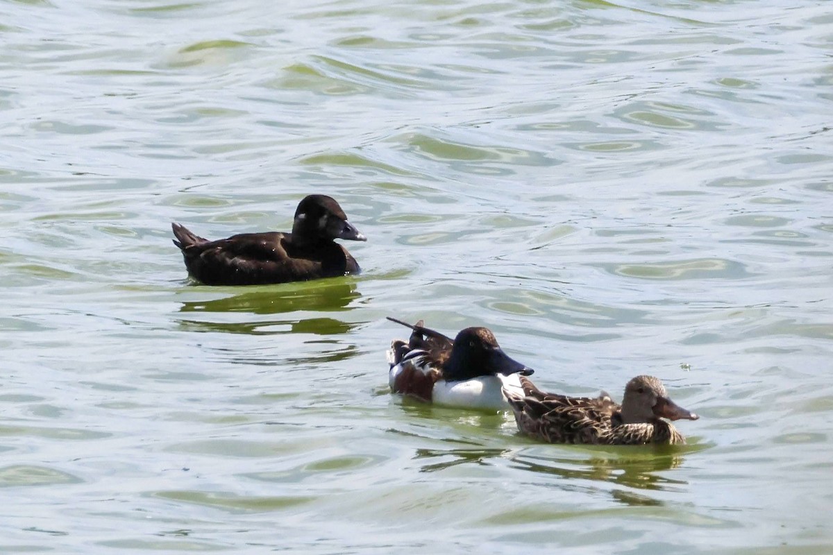 Surf Scoter - ML616951300