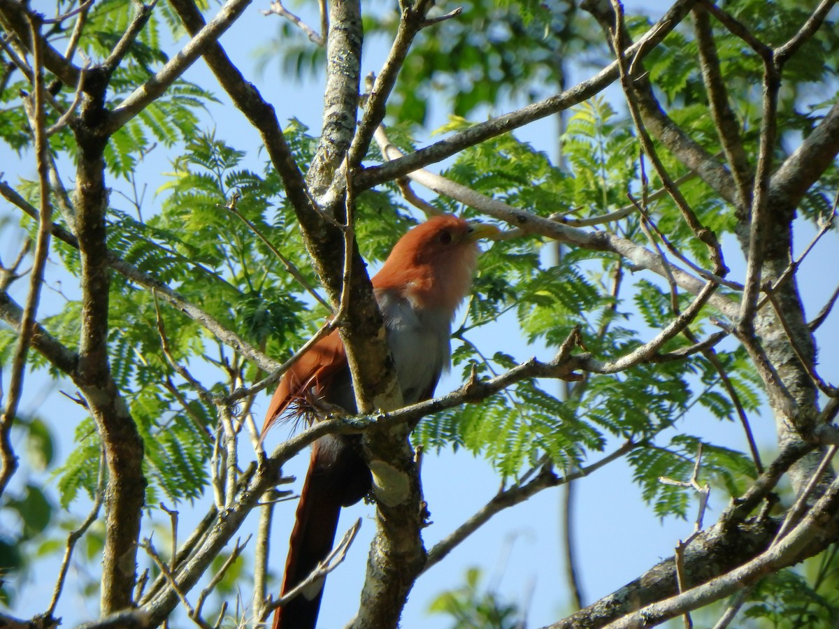 Squirrel Cuckoo - ML616951301