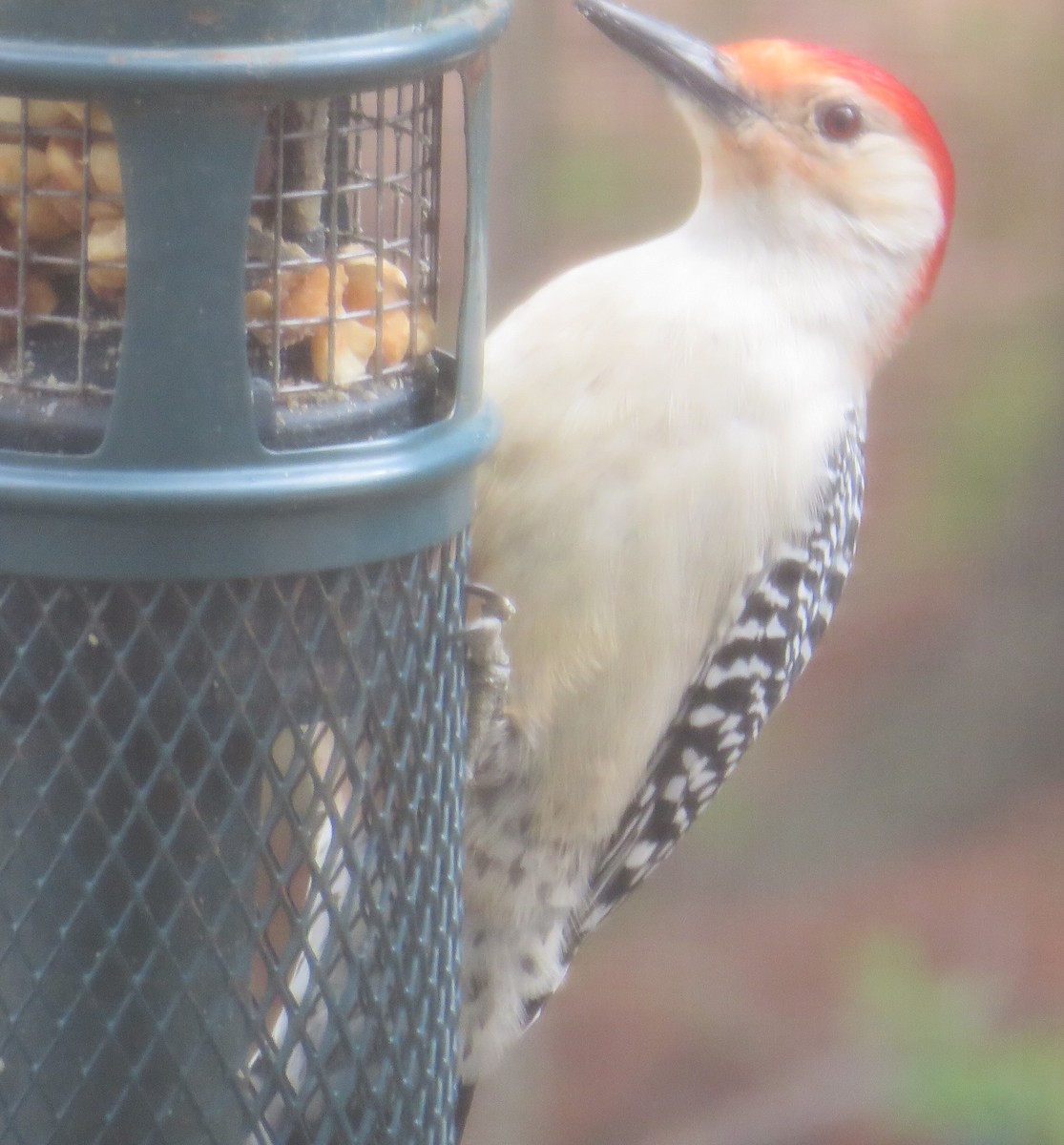 Red-bellied Woodpecker - ML616951306
