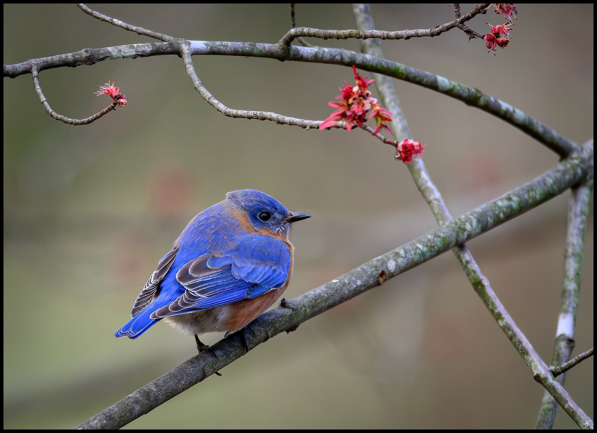 Eastern Bluebird - Jim Emery