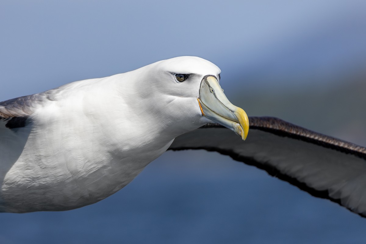 White-capped Albatross - Marcin Dyduch