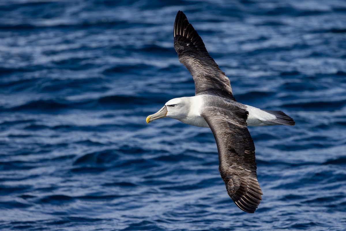 White-capped Albatross - Marcin Dyduch