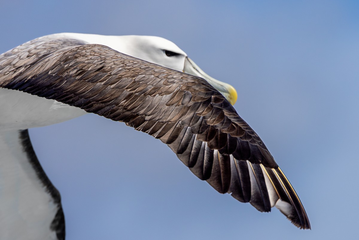 White-capped Albatross - Marcin Dyduch