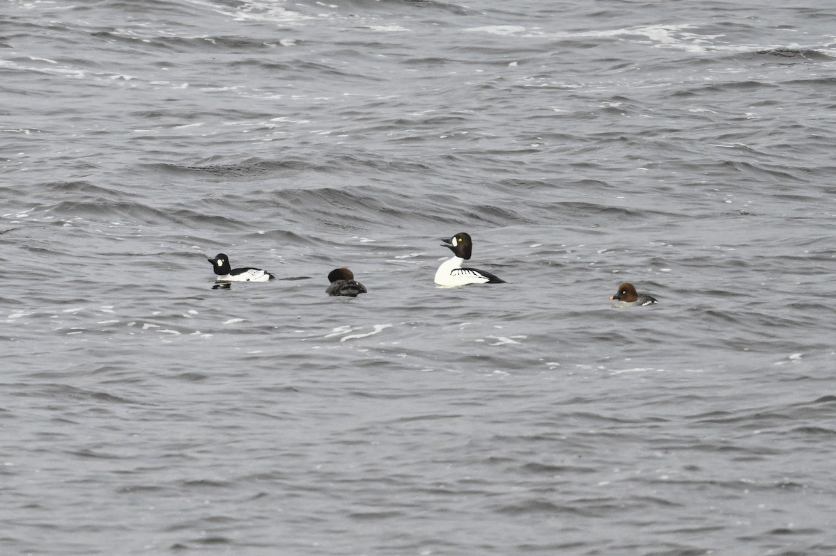 Common x Barrow's Goldeneye (hybrid) - ML616951352