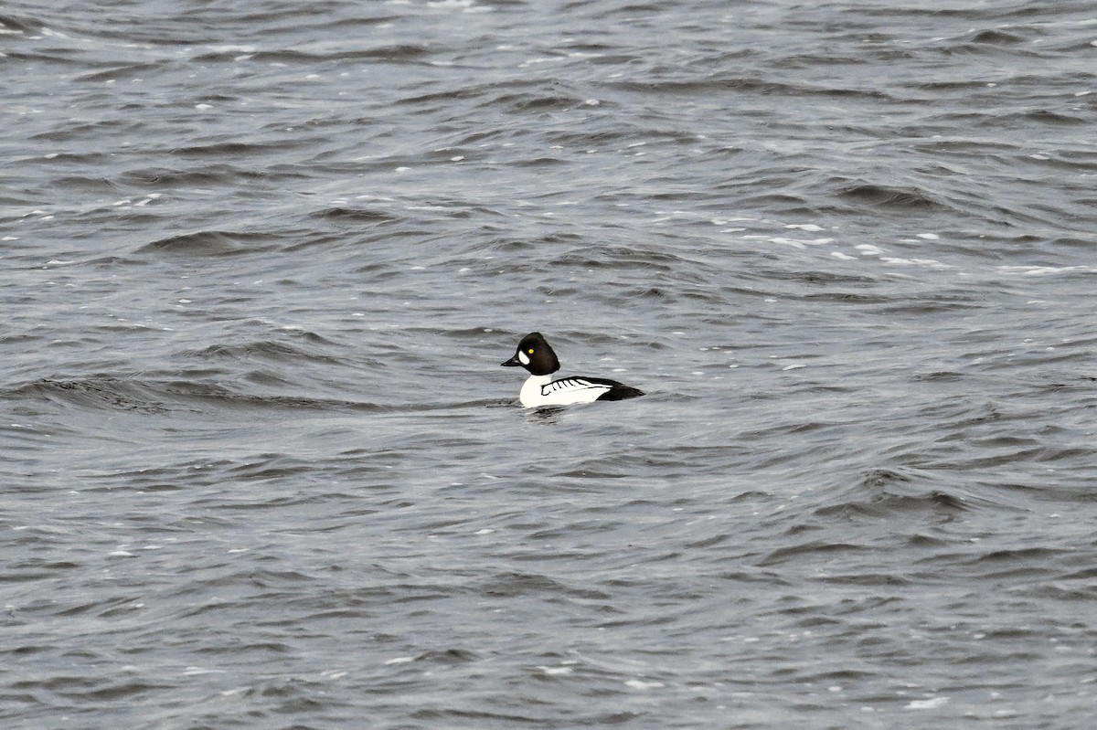 Common x Barrow's Goldeneye (hybrid) - ML616951353