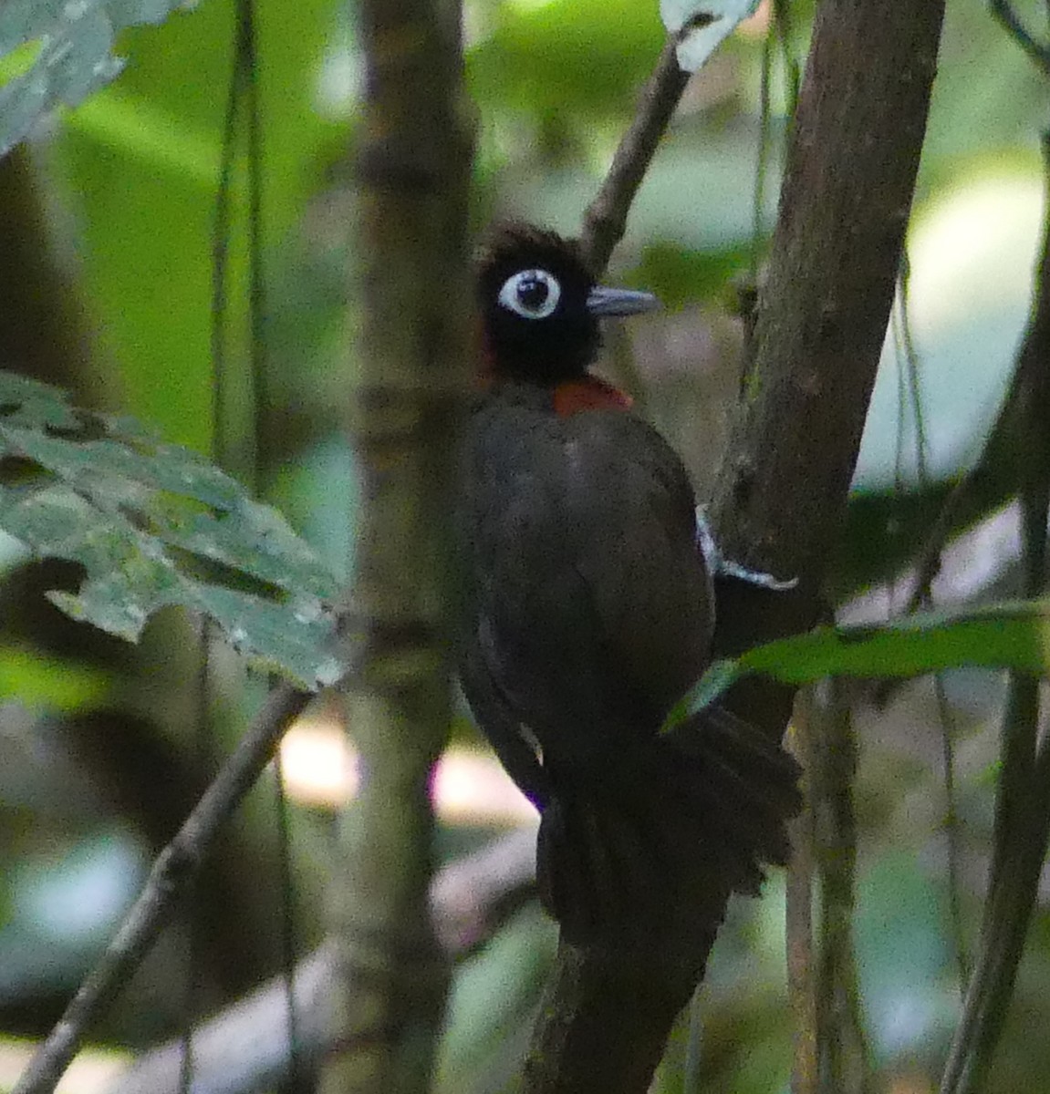 Chestnut-crested Antbird - ML616951354